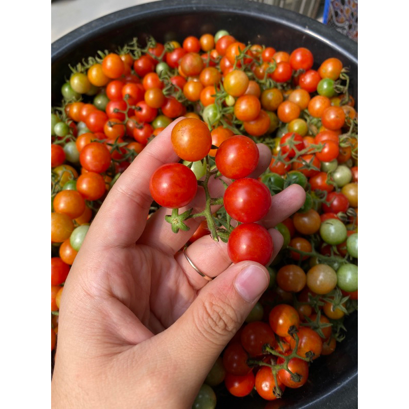 

Tomat rampai, rempai kecil segar khas lampung 500gram