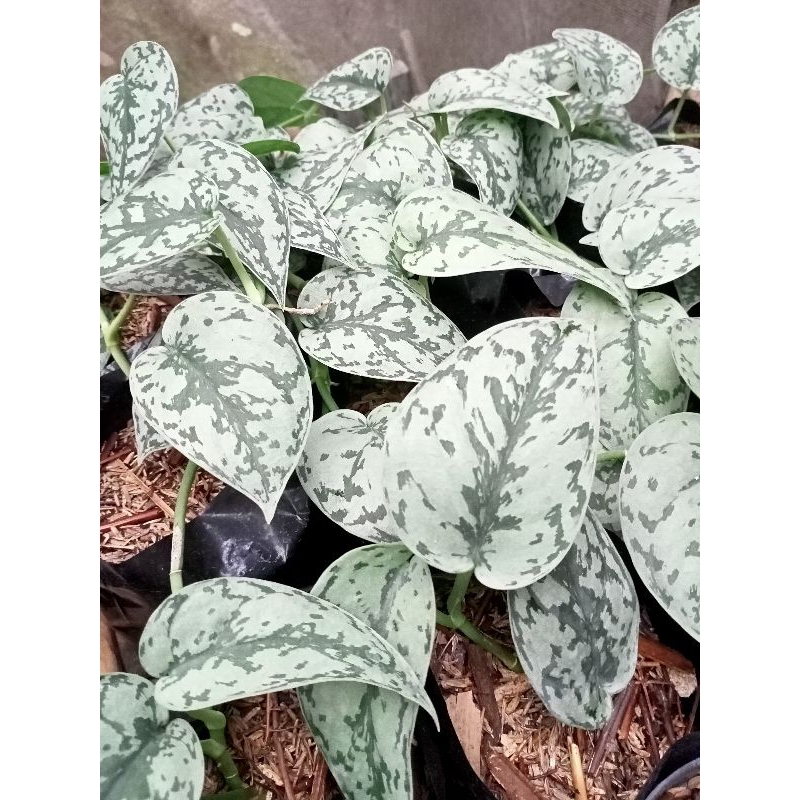 scindapsus silver lady