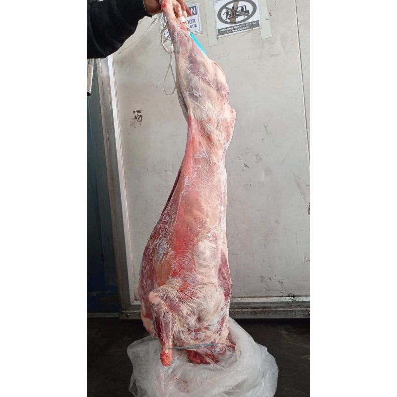 

KAMBING PREMIUM