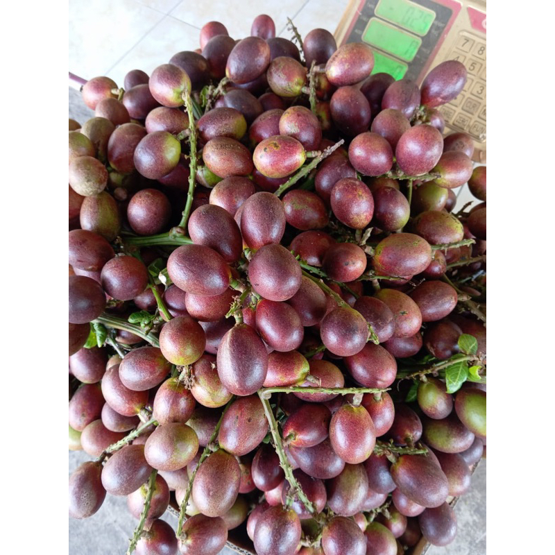 

Buah matoa matoa 1 kg fresh.