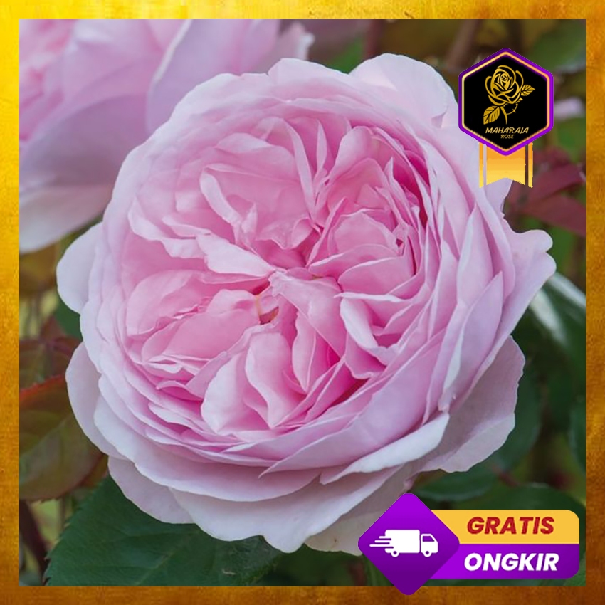 Mawar Import David Austin - Olivia Rose