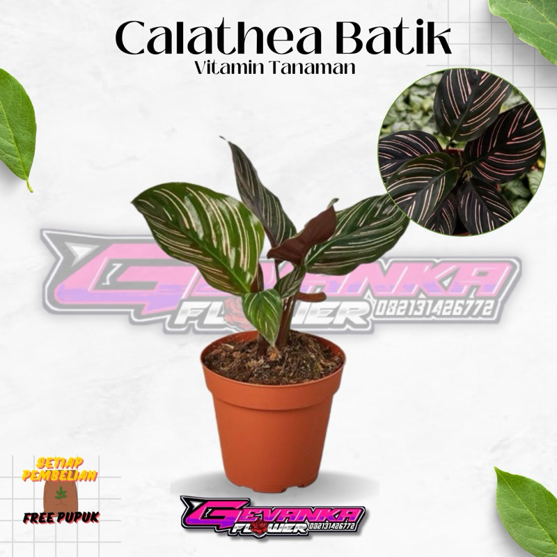 Calathea ornata / calathea batik