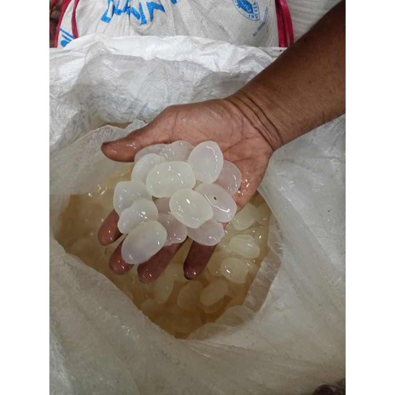 

Kolang kaling Express/Instan Fresh Seger Eceran Update Setiap Hari