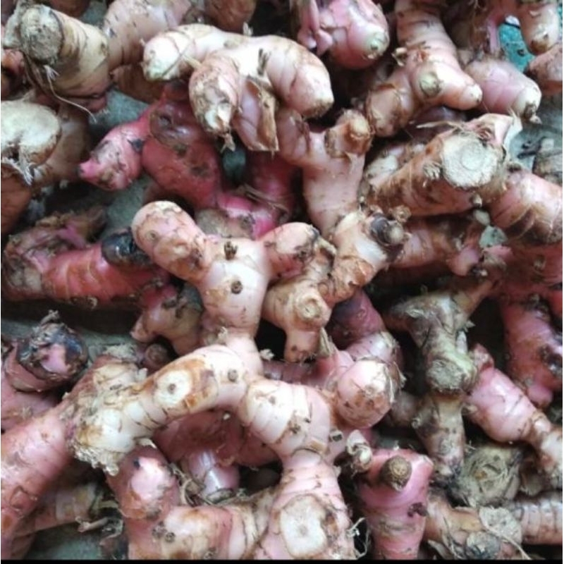 

lengkuas segar 250 gram di panen ketika ada pesanan