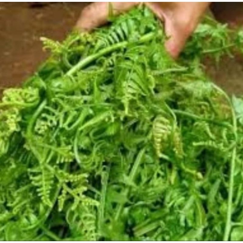 

pucuk pakis segar 500 gram