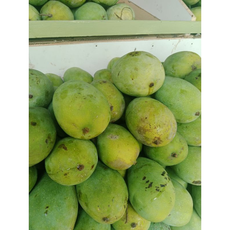 

MANGGA HARUMANIS / HARUM MANIS ASLI 900-1KG