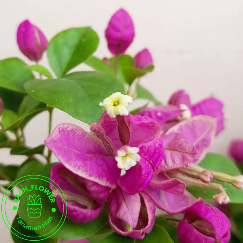 ( BISA COD ) Bibit Tanaman Hias Bunga Bougenville Anggur Purple - Bibit Bunga Bougenville Kembang Ke