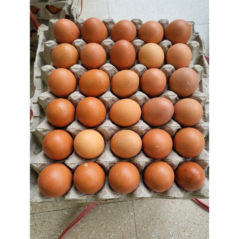 

Telur Ayam Negri 1 tray