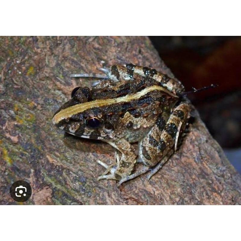 

Kodok Bangkong Cina Super 1 Kg Konsumsi Enak Termurah