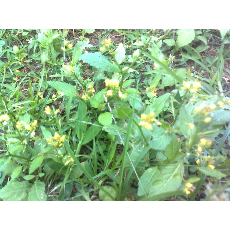 

Daun sawi tanah segar 250 gram petik langsung