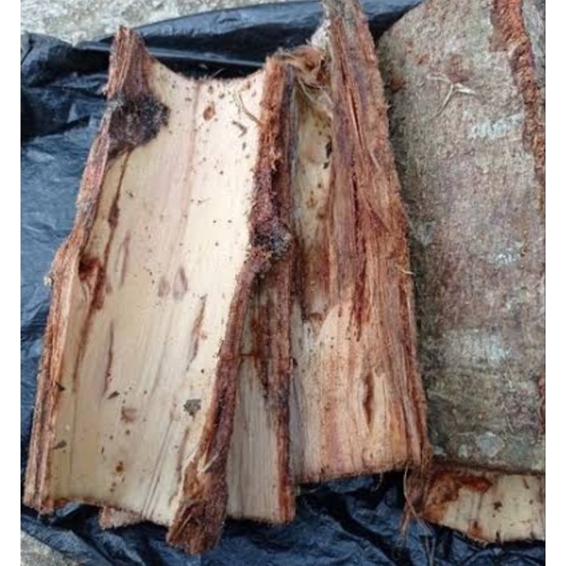 

Kulit pohon waru kulit pohon baru segar 500 gram-az