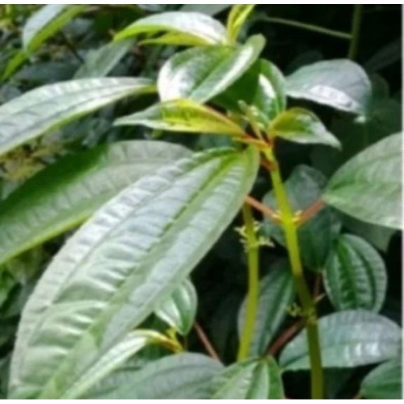 

daun pohpohan hutan segar 250 gram