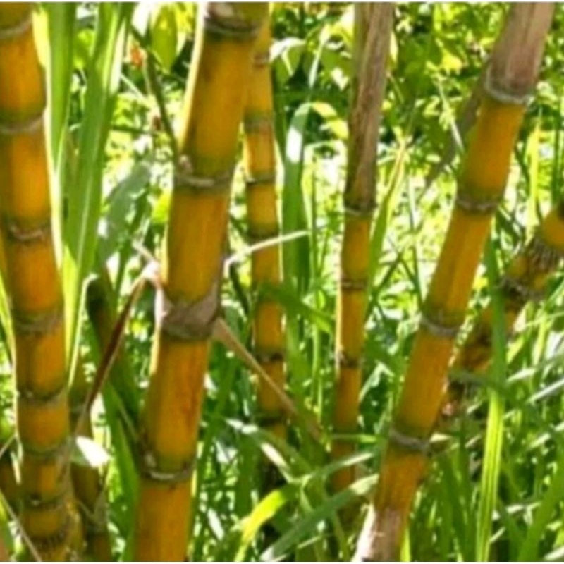 promo  tebu  kuning manis konsumsi 1 kg  - tebu  kuning  bibit - benih tebu kuning