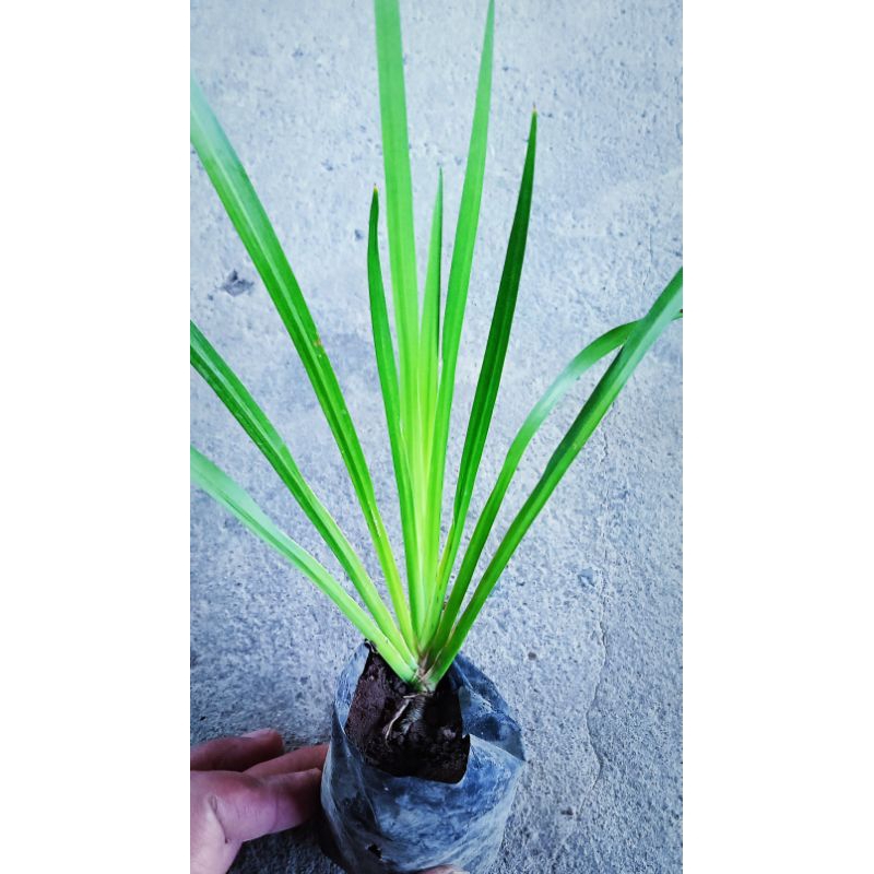 Tanaman dlingo / Jeringau