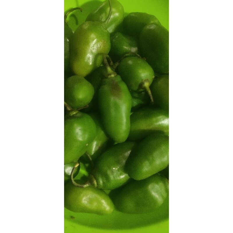 

Cabe Gendot besar pilihan Bandung