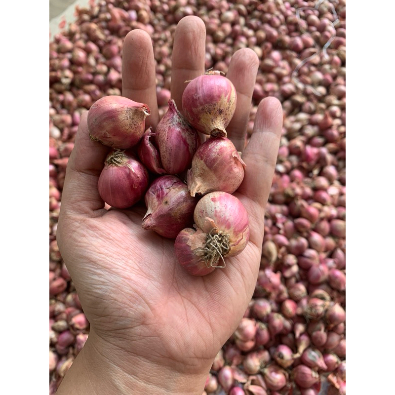 

Bawang merah 1 KG