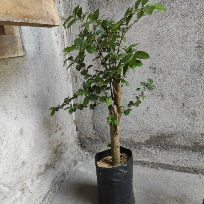 Bonsai serut besar siap dipercantik