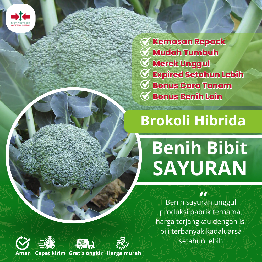 SUTAN Bibit Brokoli Hibrida Unggul Benih Tanaman Sayur Sayuran Benih Seribuan Hidroponik