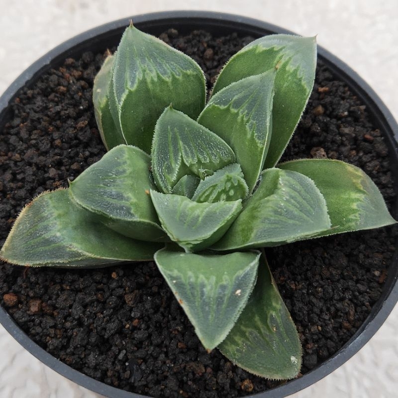 haworthia hybrid