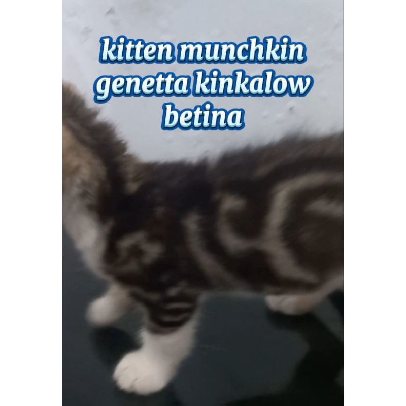 kucing kitten munchkin genetta kinkalow