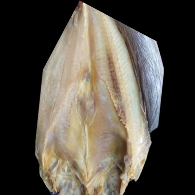 

Ikan Asin Jambal Roti