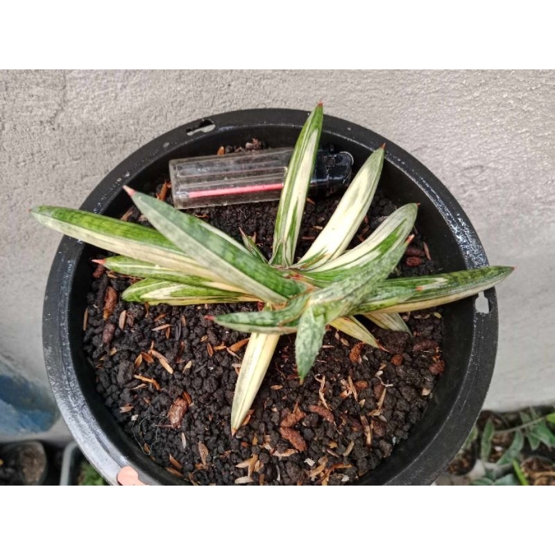 sansivera blueclone variegata putih A