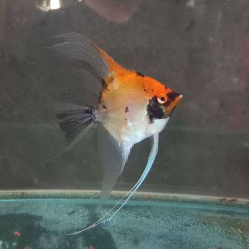 Manfish red devil bahan merah merona