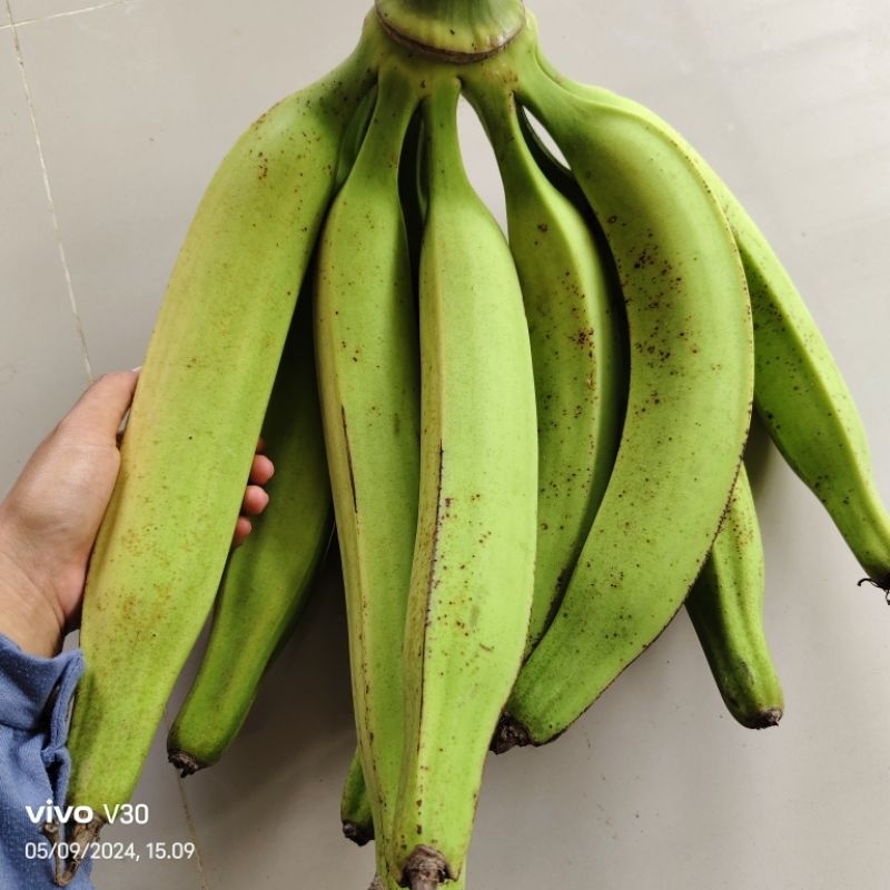 

Pisang Tanduk Galek 1KG isi 3buah | Pisang Tanduk Jumbo | Pisang Agung | Pisang Super