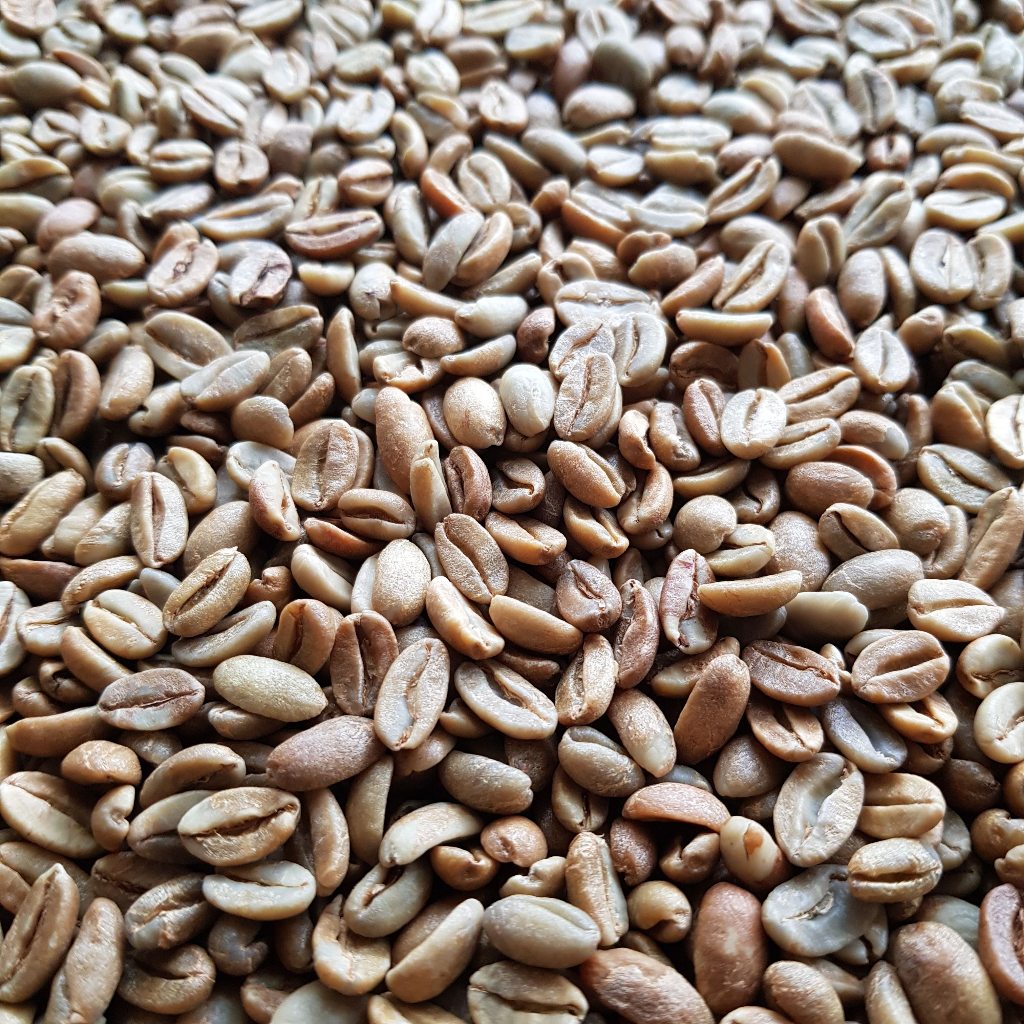 

Biji Kopi Arabika Puntang Sunda Geisha Green bean coffee Sunda Typica