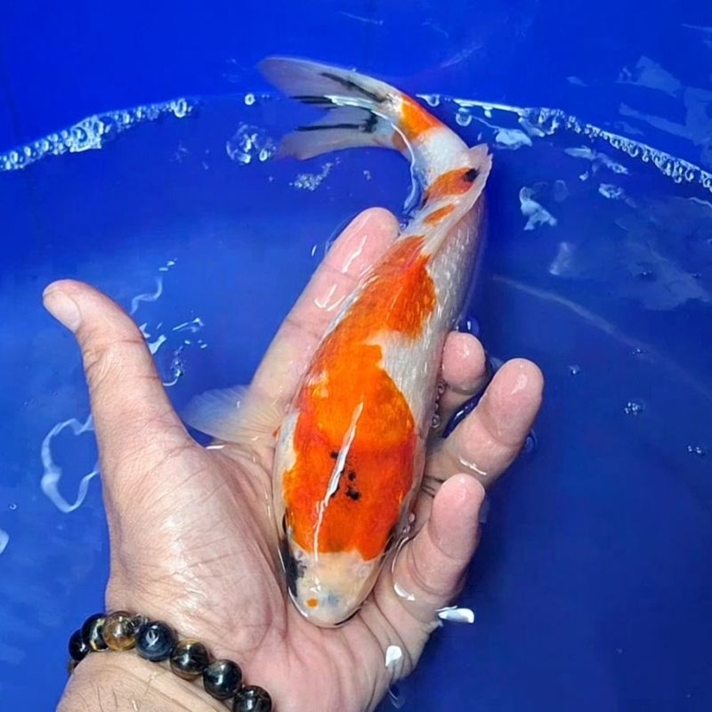 Ikan Koi Blitar Jenis Sanke / Rumah Koi Jakarta / kode 0025