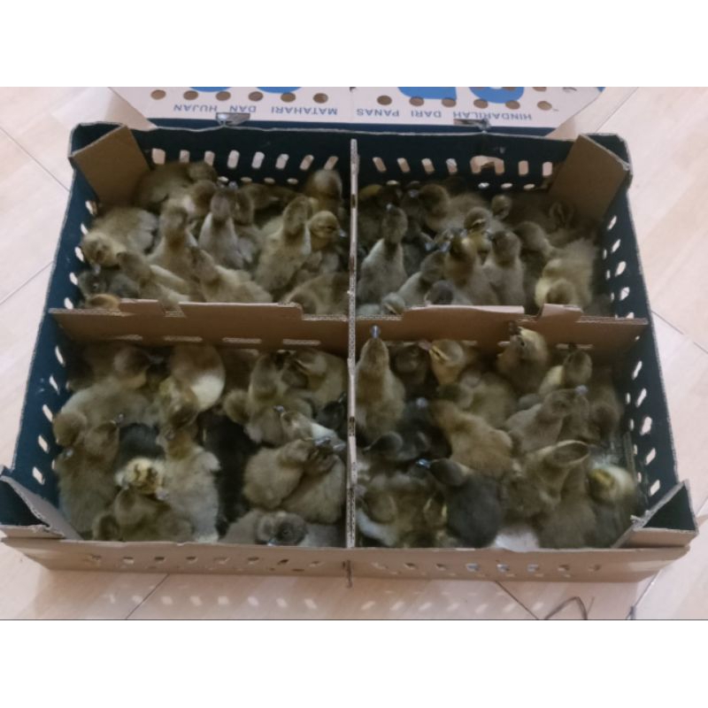 Dod/Bibit Bebek Betina Lokal