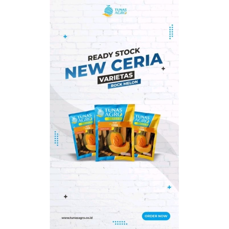 BENIH MELON NEW CERIA F1 Tunas Agro