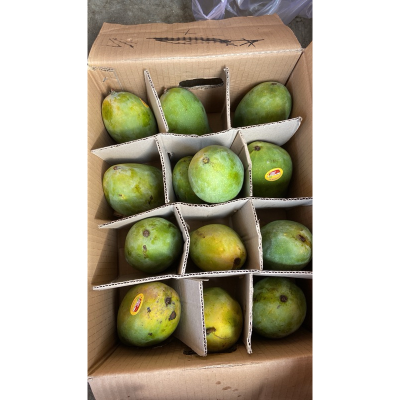 

mangga alpukat