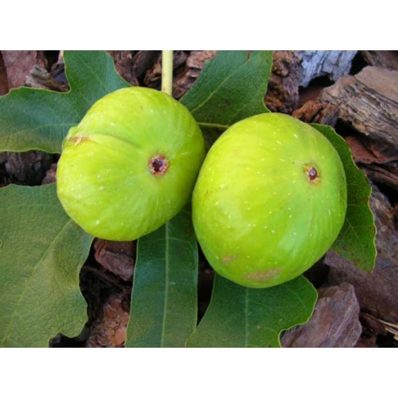 Bibit buah tin TENA jenis tin produktif sangat manis