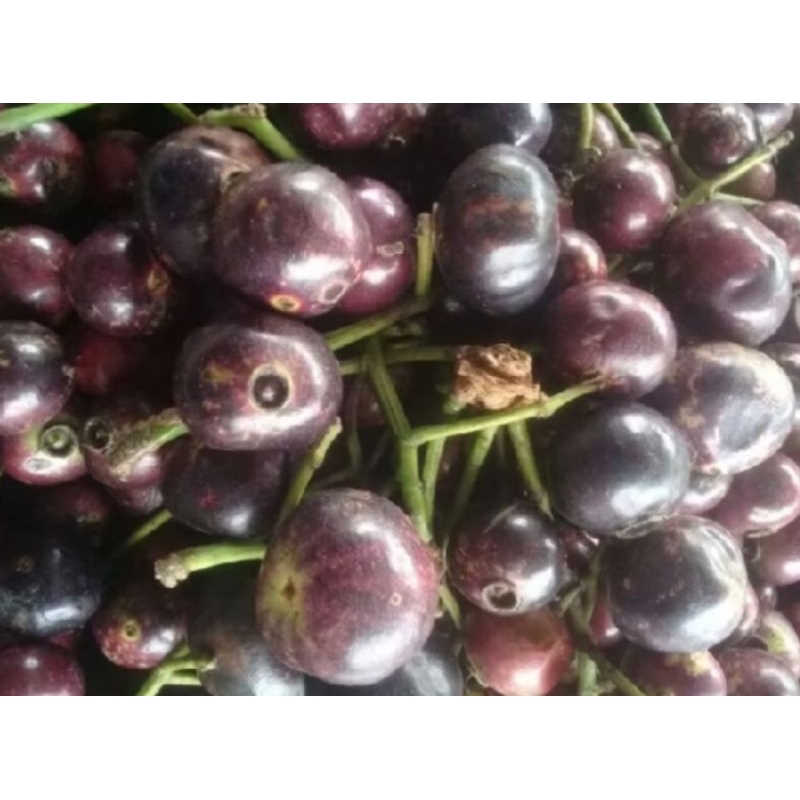 

buah kupa segar 500