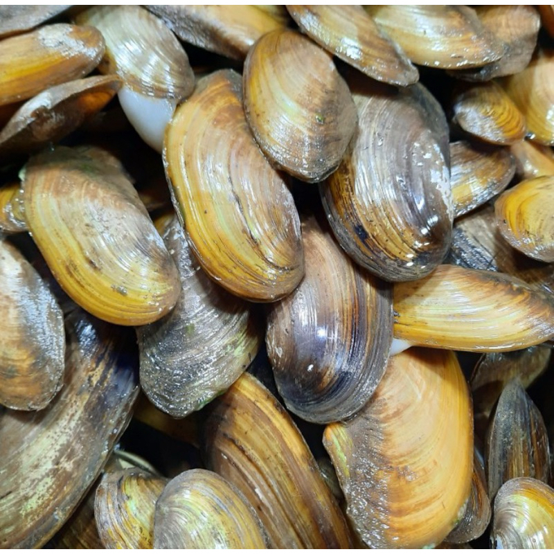 

(Dikirim jam 19:30-06:00) Kerang Kijjing