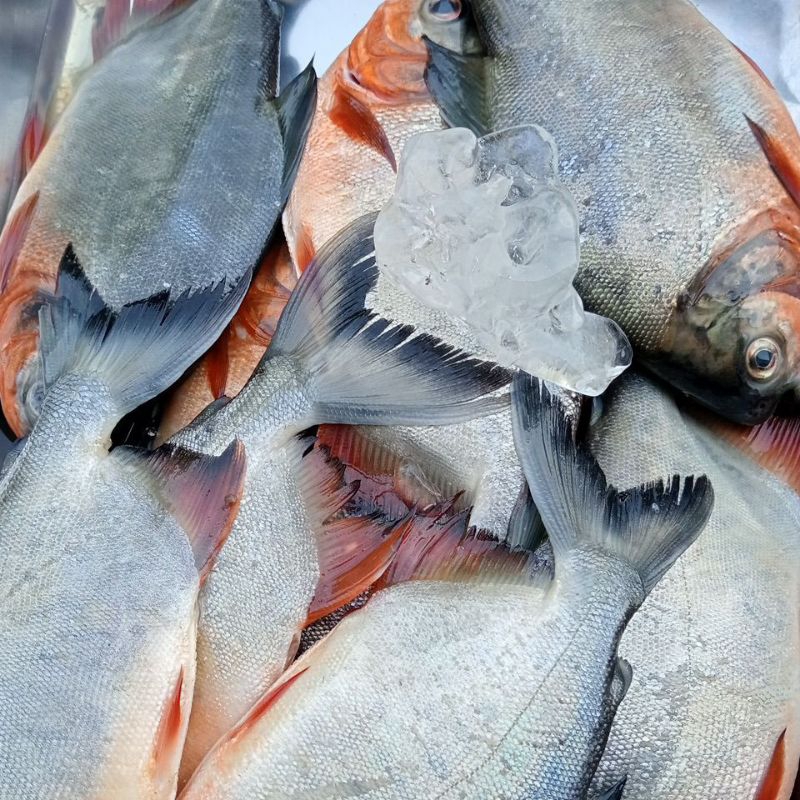 

Ikan Bawal Air Tawar Kondisi seger untuk 1 kg pengiriman hanya instan