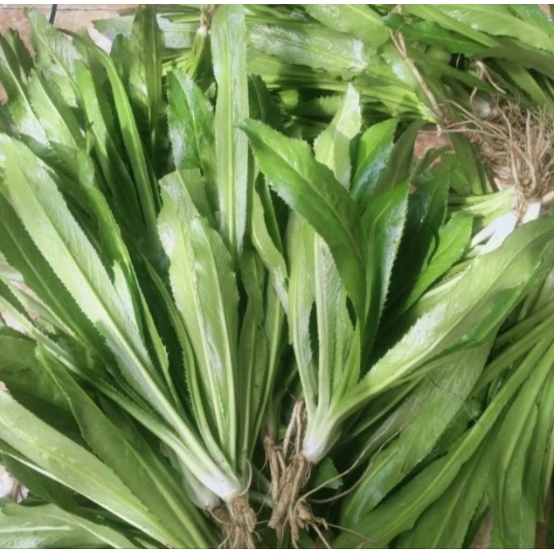 

Termurah"Daun walang china per 1 pohon/walang sangit(bahan umpan pancing/bahan obat/bahan masak)