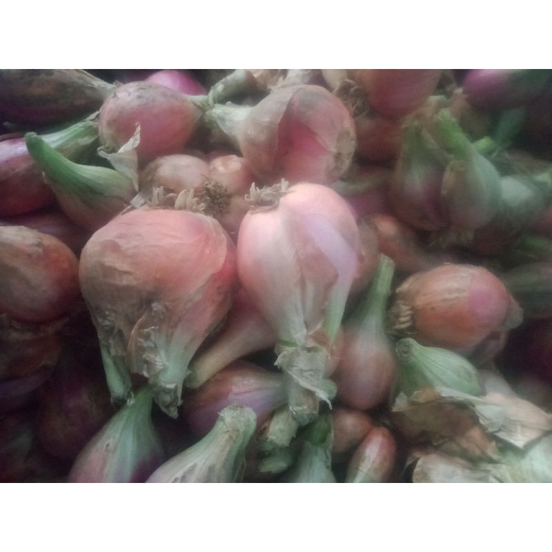 

promo bawang sumenep besar 1kg