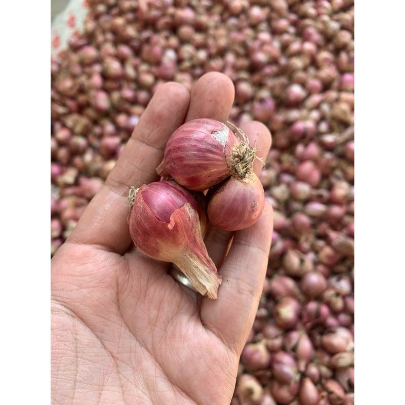 

Bawang merah 8RB isi 1/2KG