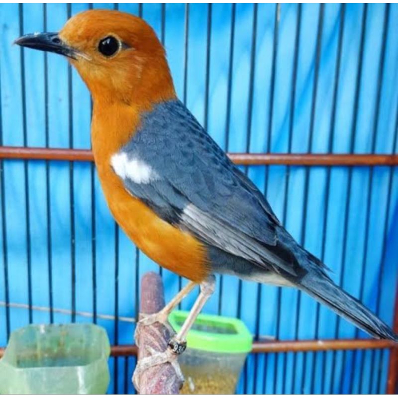 Anis merah ring Zaenal jamin jantan