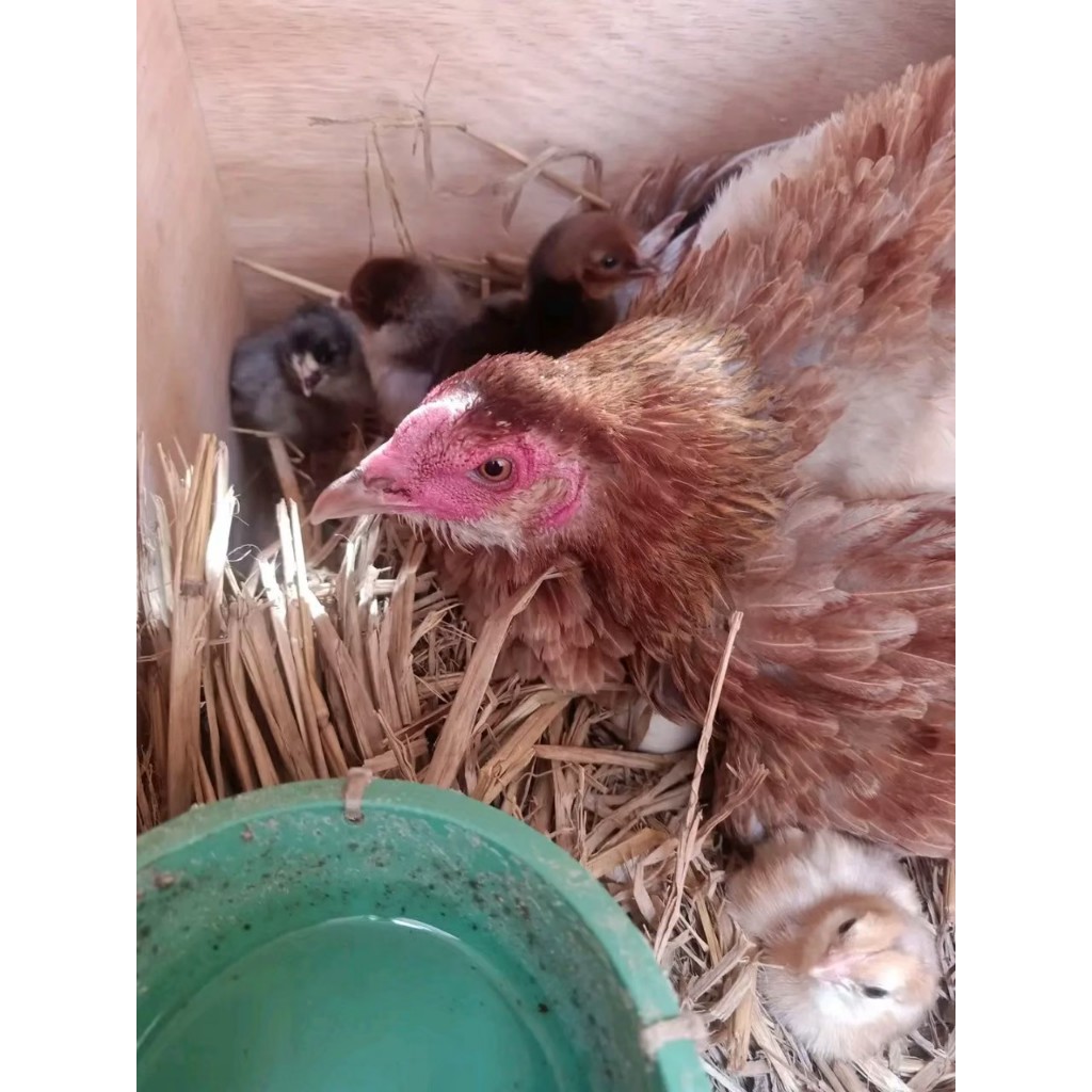 Telur Ayam Pelung indukan sehat, Untuk Ditetaskan (Fertil)