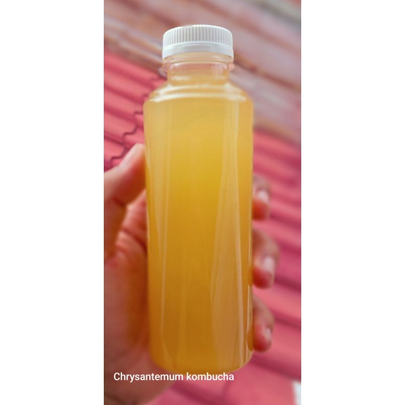 

Chrysantemum Kombucha