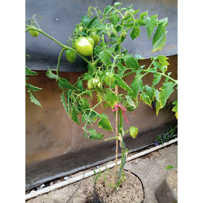 pohon buah tomat merah besar dan tomat ceri