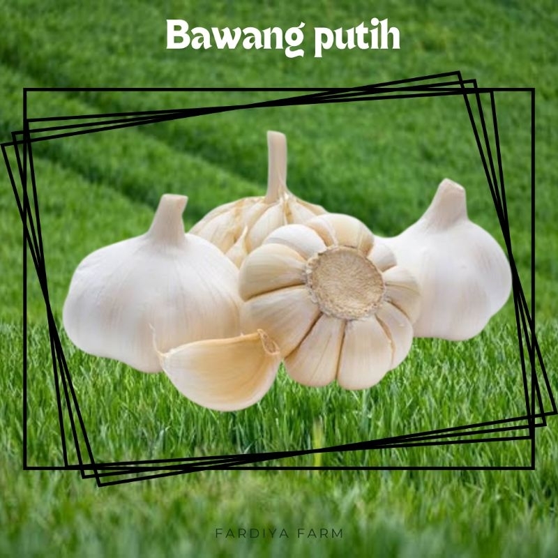 

bawang putih fresh bumbu dapur masak penyedap rasa 250gr