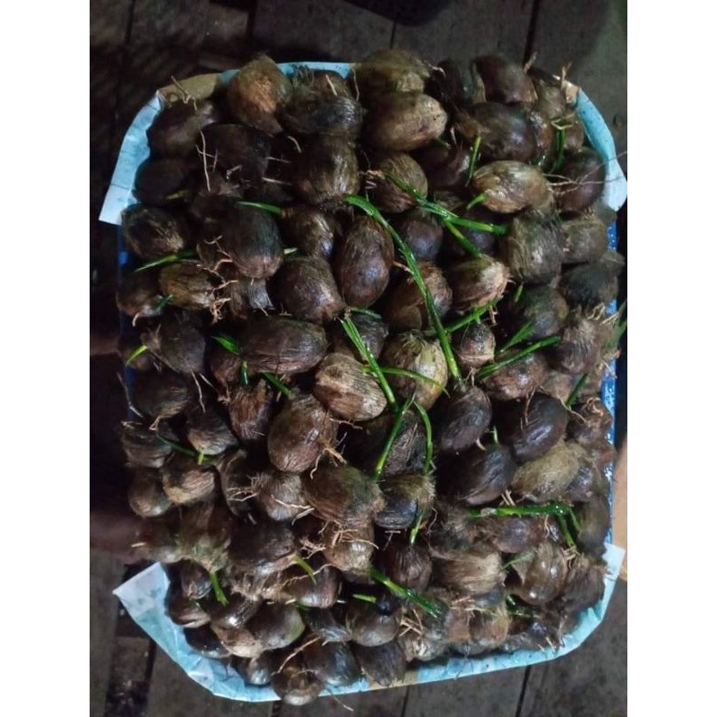 KECAMBAH PINANG SIKUCUA  UTARA UNGGUL