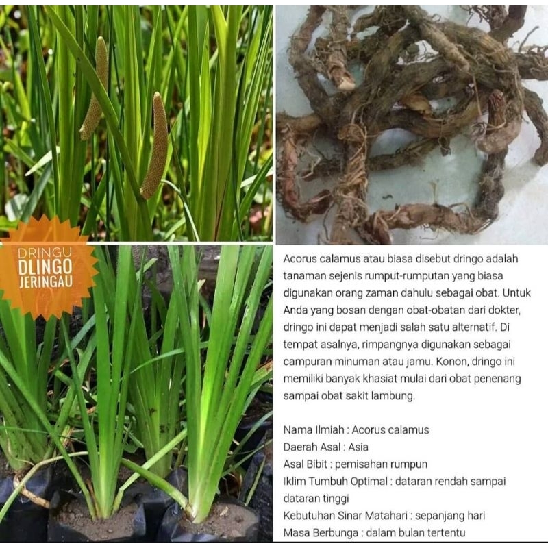 

Dlingo Jaringau Jeringau Segar 2 Pohon