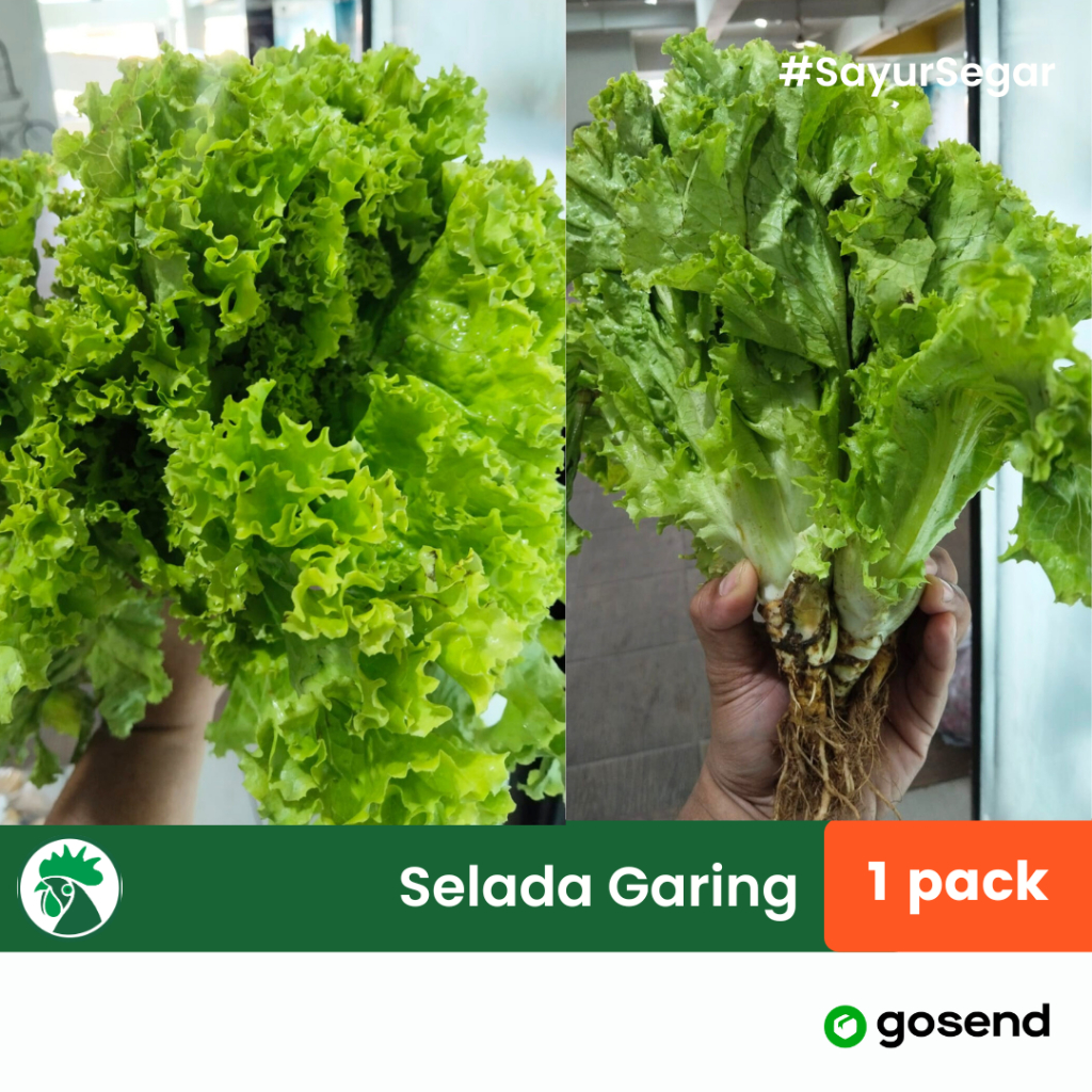 

Selada Keriting Selada Garing, Selada Lalapan, Sayur Salad Pecal Gado-gado Selada Segar