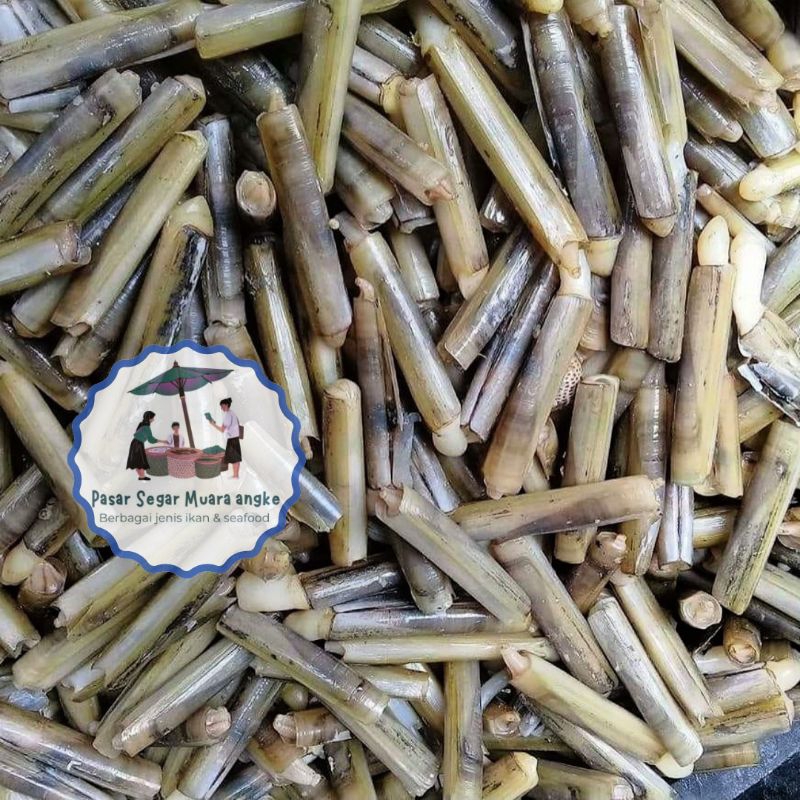 

Kerang Bambu Segar Seafood hasil laut segar 1 kg