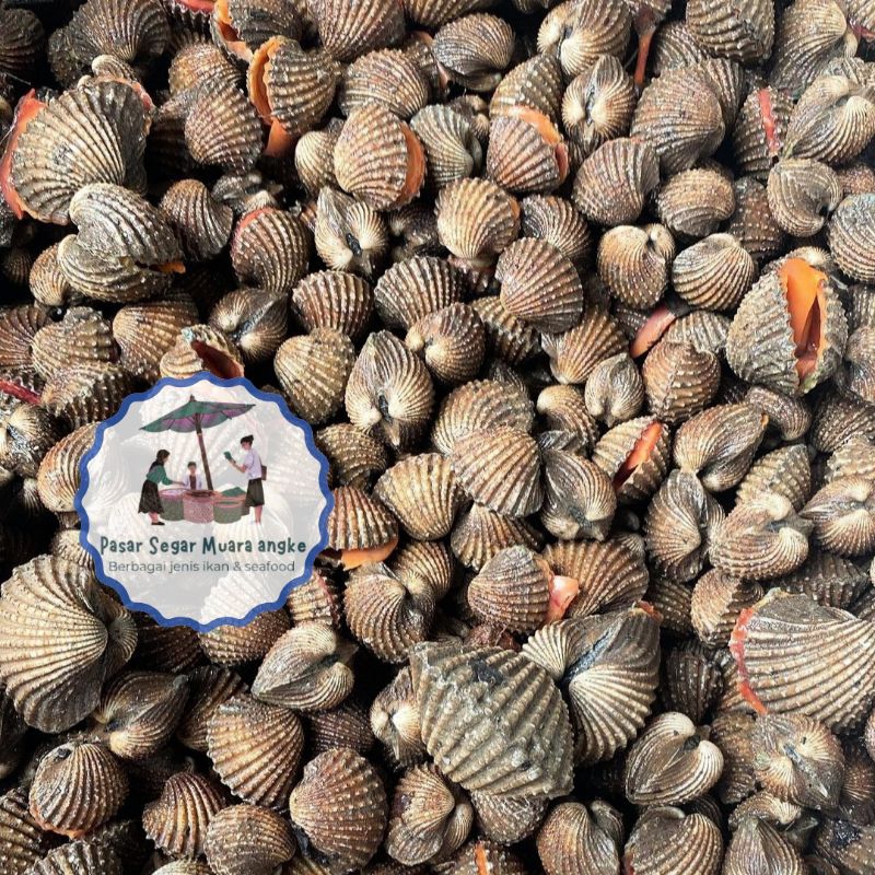 

Kerang Dara Segar Seafood hasil laut segar 1 kg